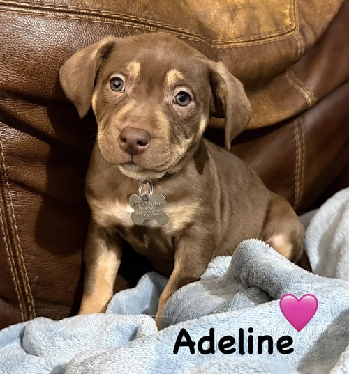 ADELINE- BELLES & BEAU LITTER - American Staffordshire Terrier available for adoption