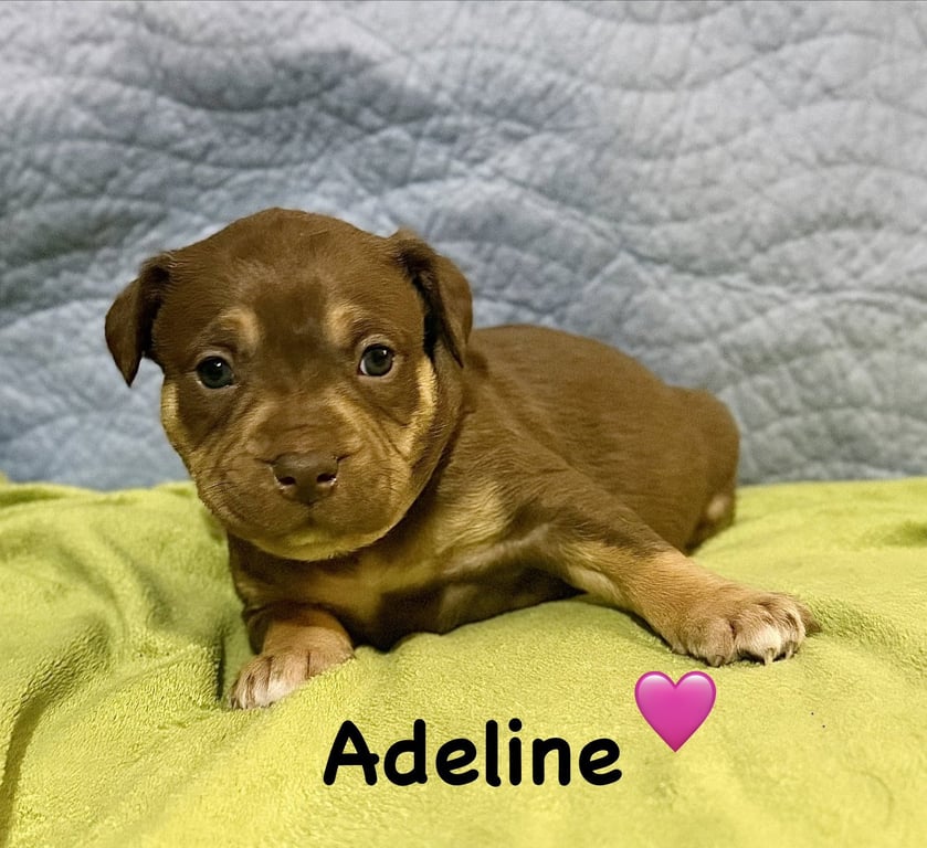 Adeline- Belles & Beau Litter Image