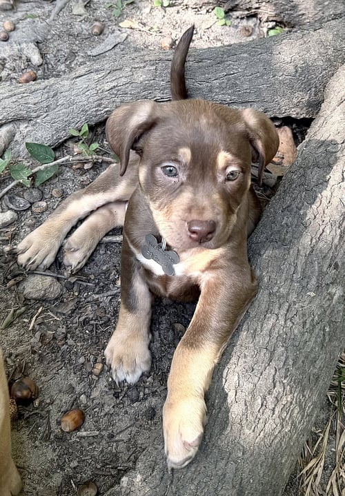 ADELINE- BELLES & BEAU LITTER - American Staffordshire Terrier available for adoption