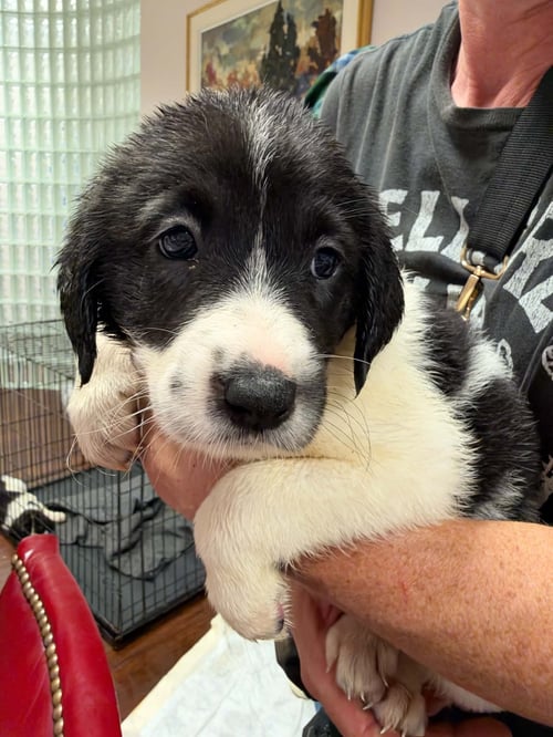 BLAIR - HALLOWEEN LITTER - Anatolian Shepherd / Hound available for adoption