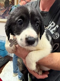 Blair - Halloween Litter - Photo 2
