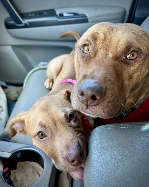 MAMA MARIE - American Staffordshire Terrier available for adoption
