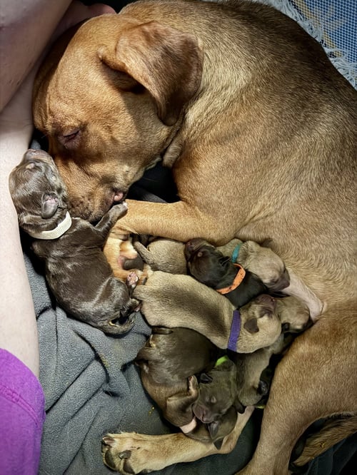 MAMA MARIE - American Staffordshire Terrier available for adoption