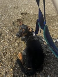 Jellybean - Photo 2