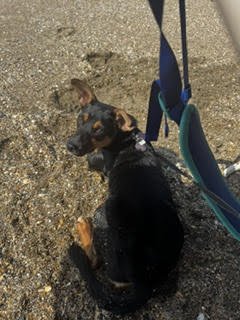JELLYBEAN - Miniature Pinscher / Chihuahua available for adoption