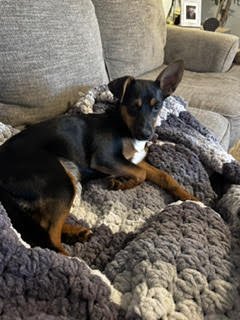 JELLYBEAN - Miniature Pinscher / Chihuahua available for adoption