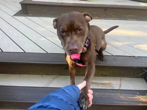 NALLAH - Labrador Retriever / American Staffordshire Terrier available for adoption