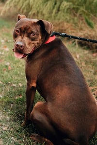 Nallah - Photo 22