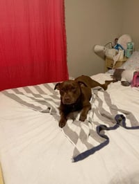 Nallah - Photo 18