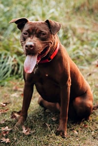 Nallah - Photo 21