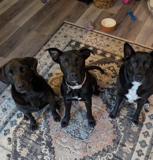 SATURN (PLANET LITTER) - German Shepherd Dog / American Bulldog available for adoption