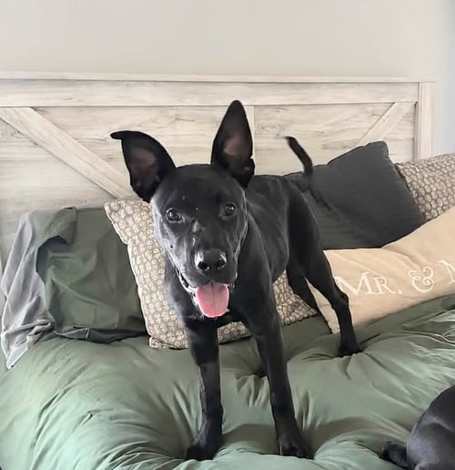 SATURN (PLANET LITTER) - German Shepherd Dog / Staffordshire Bull Terrier available for adoption