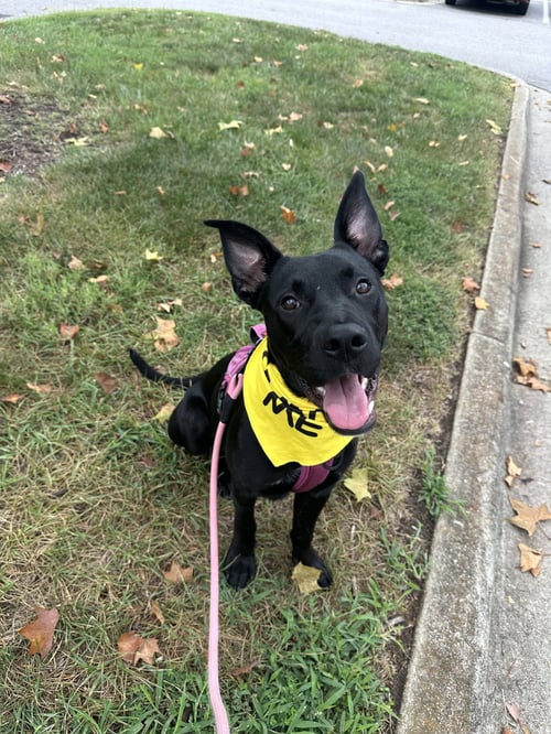 SATURN (PLANET LITTER) - German Shepherd Dog / Staffordshire Bull Terrier available for adoption