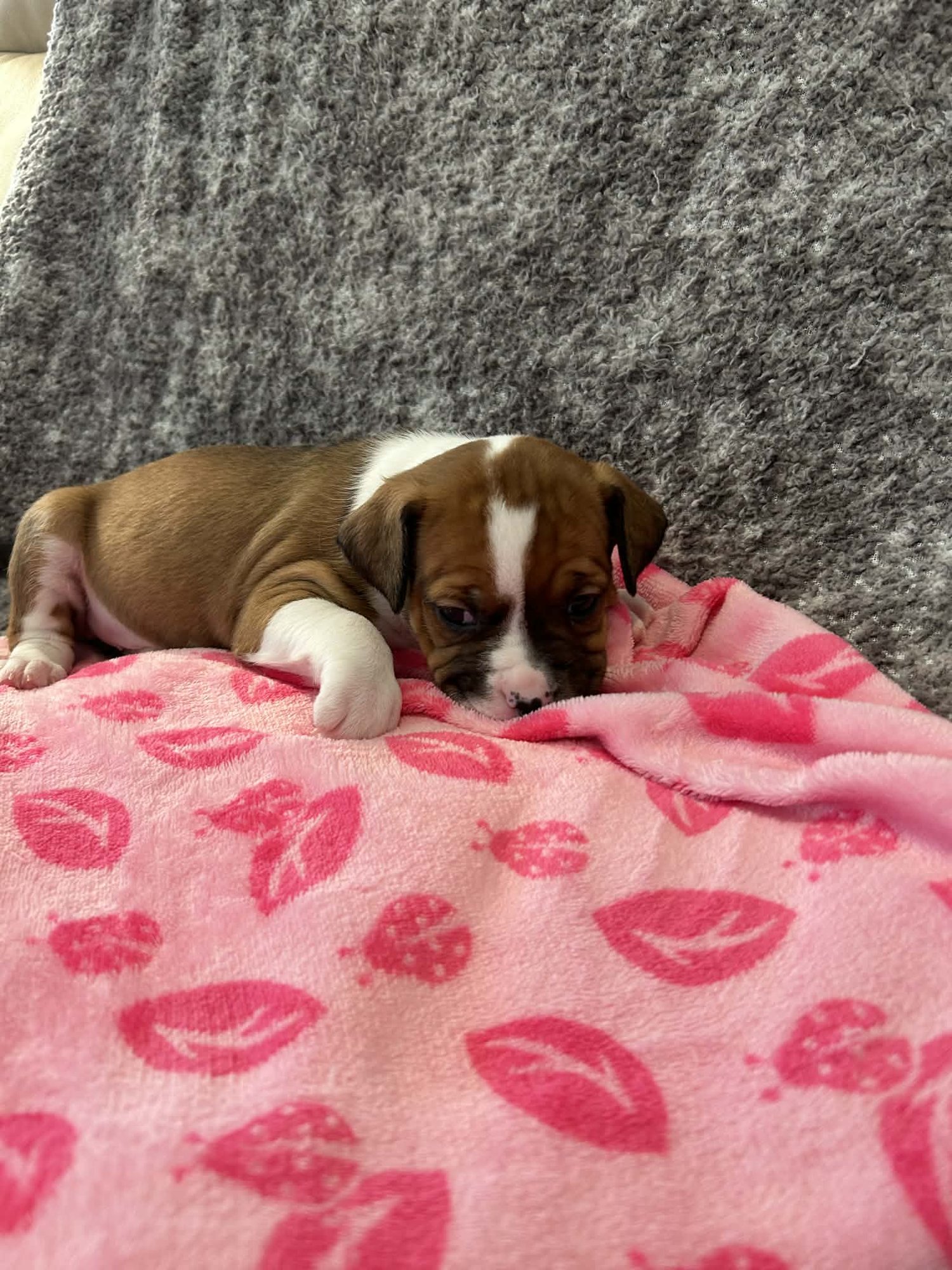 STELLA - GOLDEN HOUR LITTER - American Staffordshire Terrier available for adoption