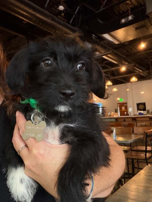 BERT - "B" LITTER - Terrier / Dachshund available for adoption