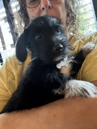 Bert - "B" Litter - Photo 3