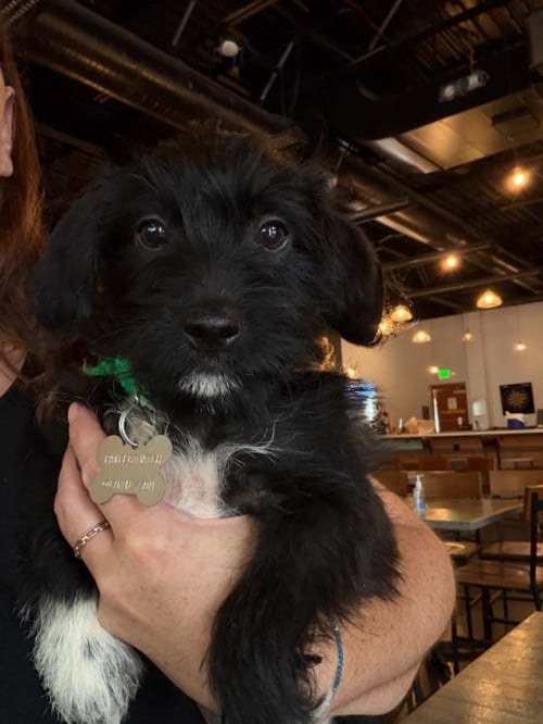BERT - "B" LITTER - Terrier / Dachshund available for adoption