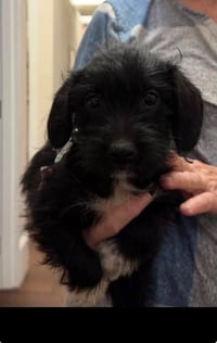 Bert - "B" Litter - Photo 4