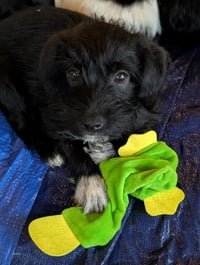 Bert - "B" Litter - Photo 2