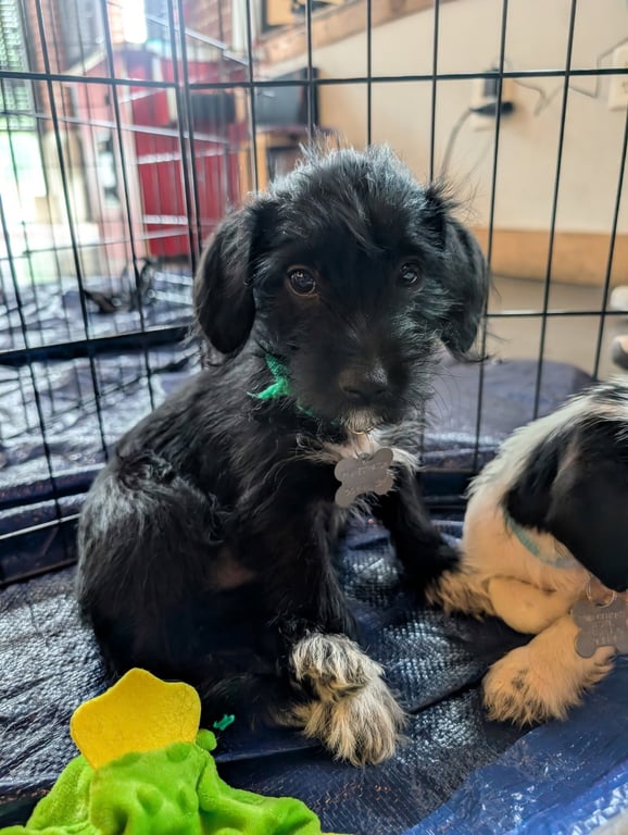 Bert - "B" Litter Image