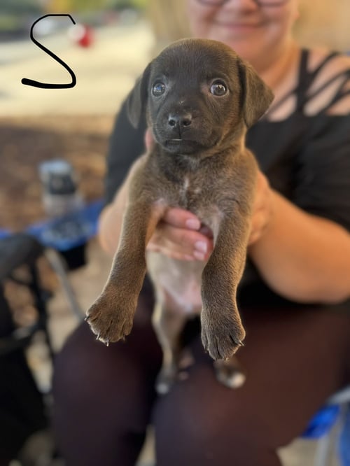 SALEM - Unknown available for adoption