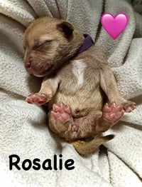 Rosalie- Belles & Beau Litter - Photo 6