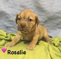 Rosalie- Belles & Beau Litter - Photo 1