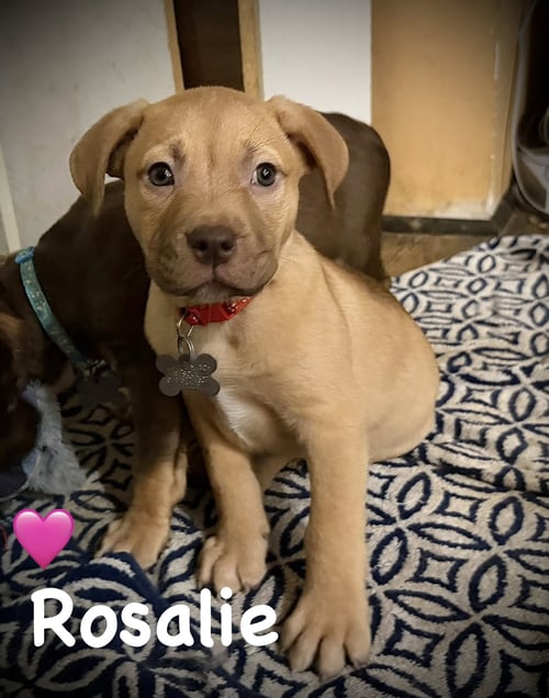 ROSALIE- BELLES & BEAU LITTER - American Staffordshire Terrier available for adoption