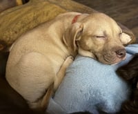 Rosalie- Belles & Beau Litter - Photo 8