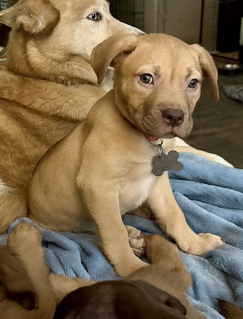 ROSALIE- BELLES & BEAU LITTER - American Staffordshire Terrier available for adoption
