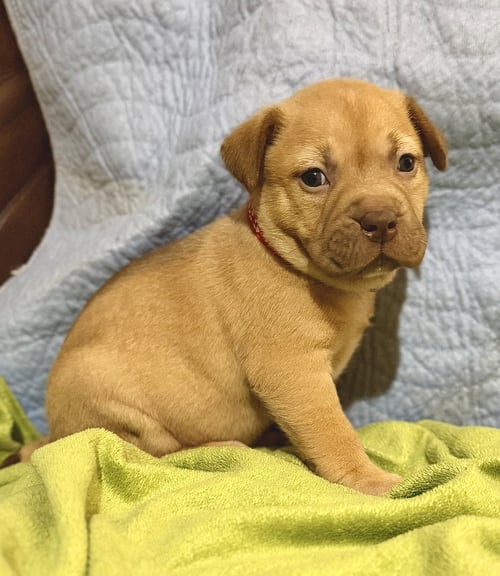 ROSALIE- BELLES & BEAU LITTER - American Staffordshire Terrier available for adoption
