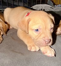 Rosalie- Belles & Beau Litter - Photo 3