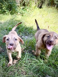 Rosalie- Belles & Beau Litter - Photo 6