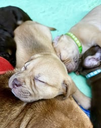 Rosalie- Belles & Beau Litter - Photo 5
