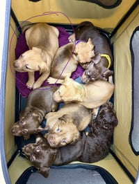 Rosalie- Belles & Beau Litter - Photo 4