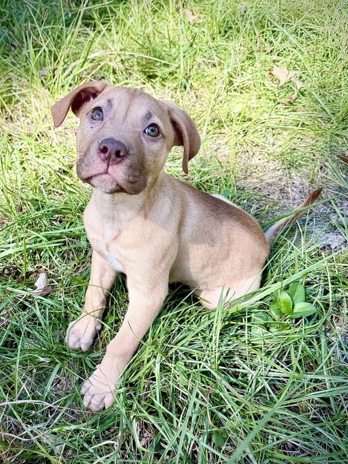 ROSALIE- BELLES & BEAU LITTER - American Staffordshire Terrier available for adoption