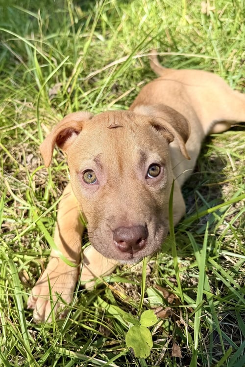 ROSALIE- BELLES & BEAU LITTER - American Staffordshire Terrier available for adoption
