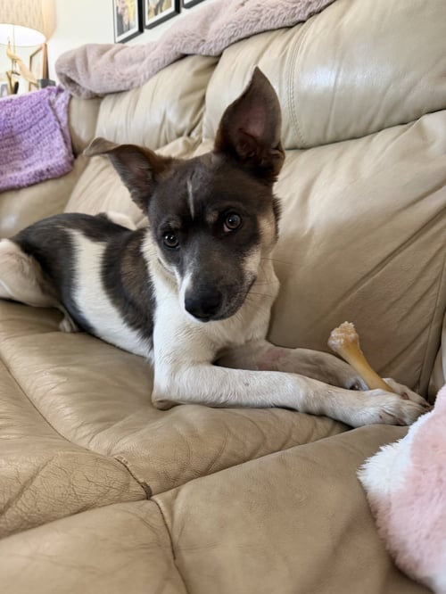 CASH - Spitz / Cattle Dog available for adoption