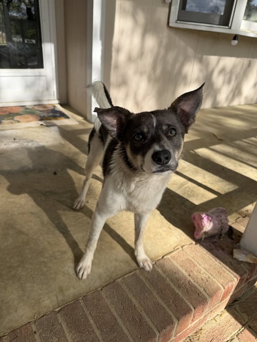 CASH - Spitz / Cattle Dog available for adoption