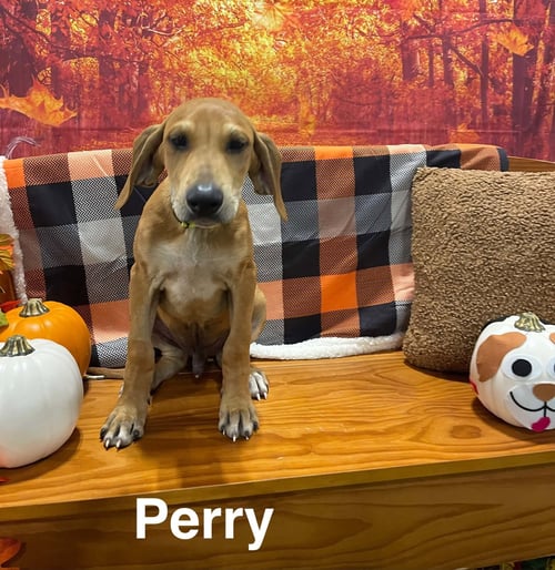 PERRY (P LITTER) - Great Pyrenees / Hound available for adoption