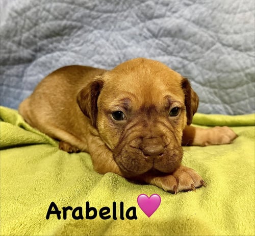 ARABELLA- BELLES & BEAU LITTER