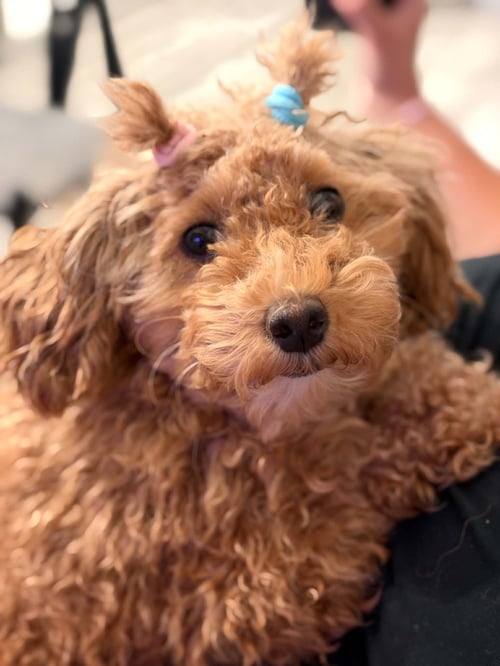 FLAME - Poodle (Miniature) available for adoption