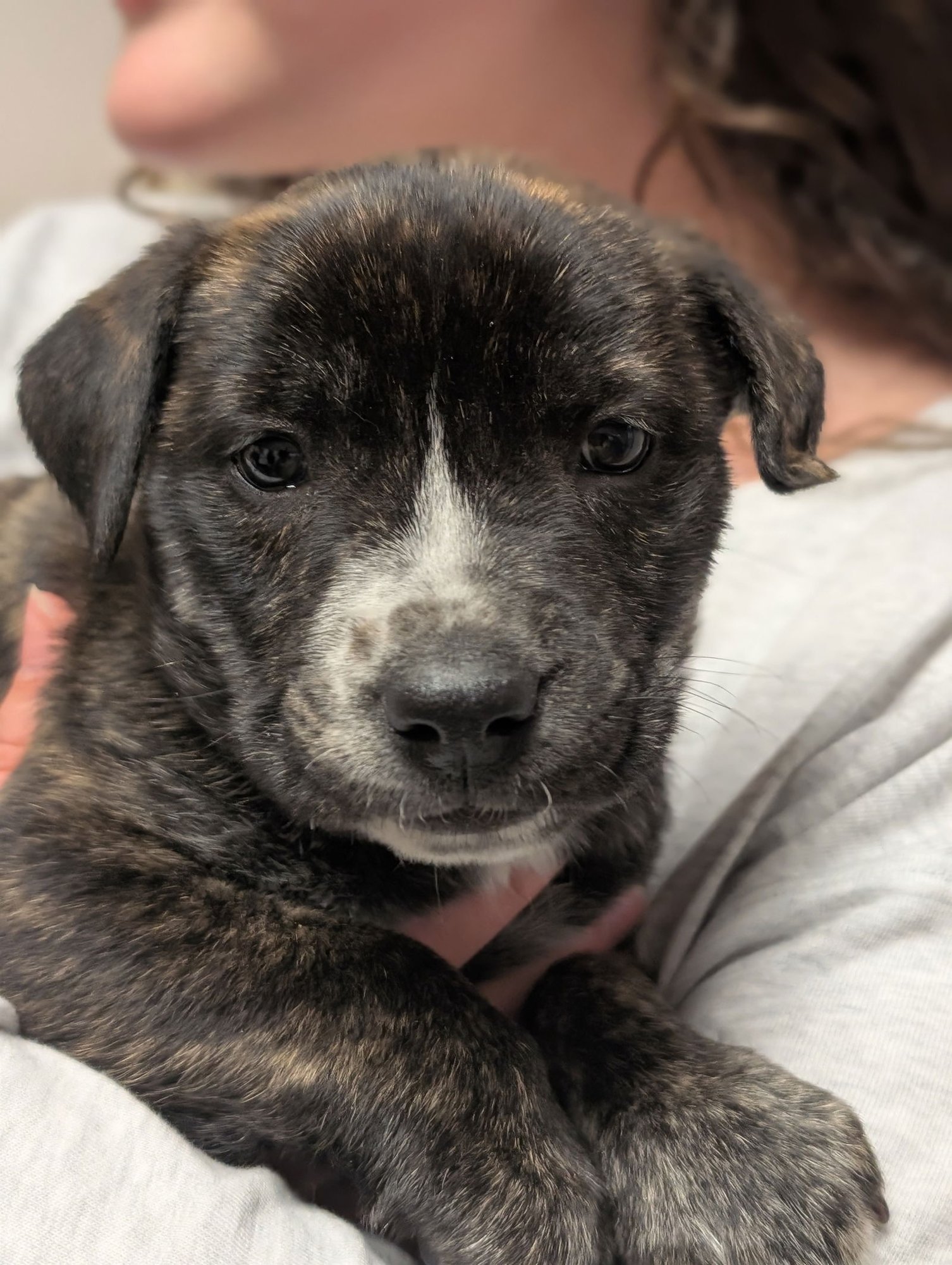 PIP (DARLA'S LITTER) - American Staffordshire Terrier available for adoption