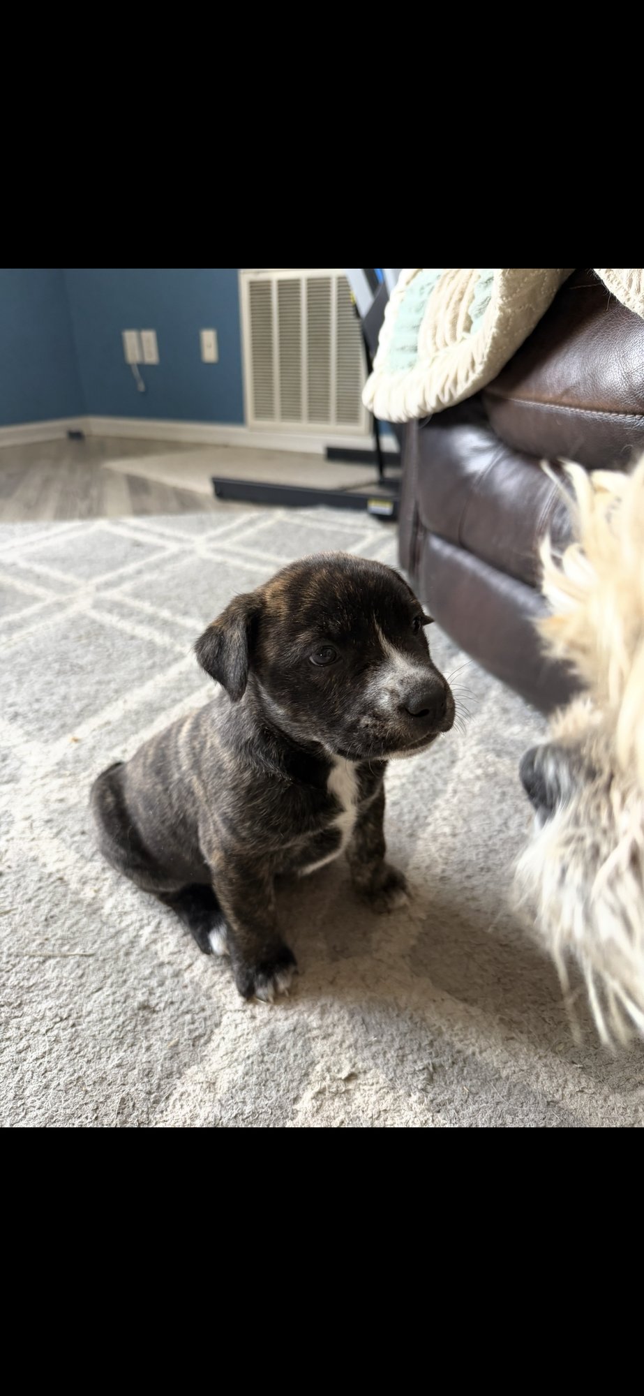 PIP (DARLA'S LITTER) - American Staffordshire Terrier available for adoption