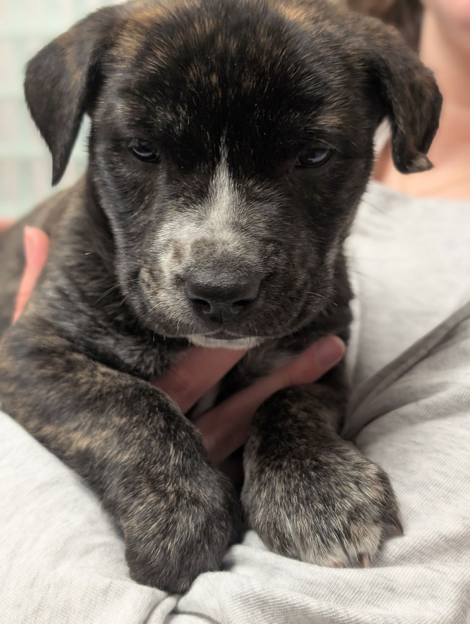 Pip (Darla's litter) - Photo 3