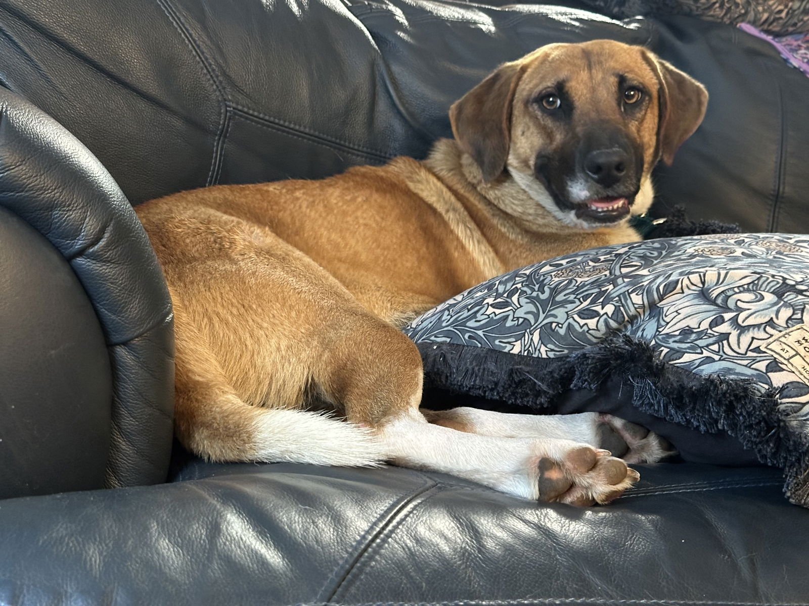 HAZEL (MOSSY OAK MAMA) - Shepherd available for adoption