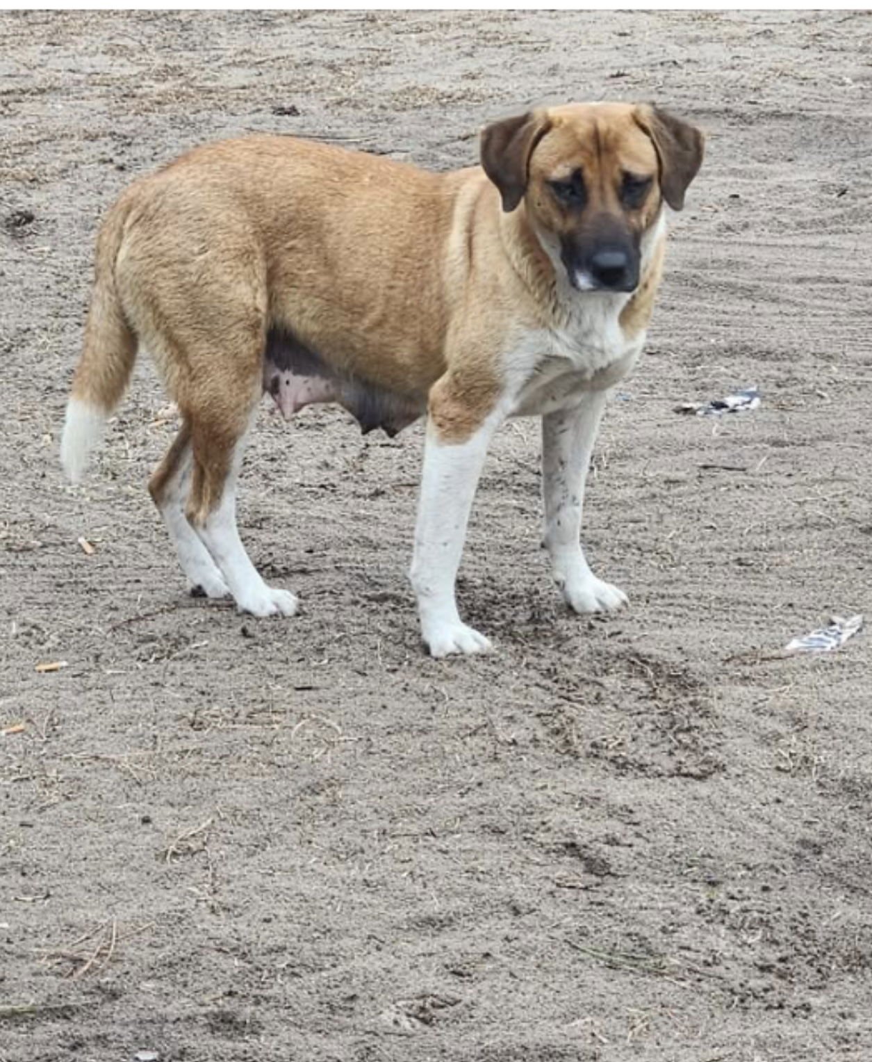 HAZEL (MOSSY OAK MAMA) - Shepherd available for adoption