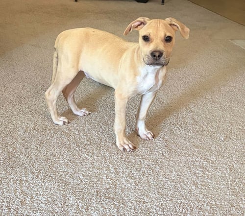 SCOUT - Black Mouth Cur / American Staffordshire Terrier available for adoption