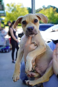 Scout - Photo 4