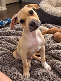 Scout - Photo 3